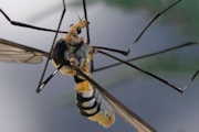Crane Fly (zb) (Tipulidae sp)